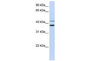Image no. 1 for anti-Makorin Ring Finger Protein 2 (MKRN2) (N-Term) antibody (ABIN630703)