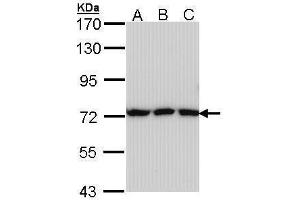 WB Image Sample (30 ug of whole cell lysate) A: A431 , B: H1299 C: Hela 7.