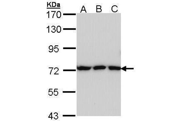 anti-Transferrin (TF) (Center) antibody