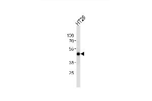 Image no. 2 for anti-cAMP Responsive Element Binding Protein 1 (CREB1) (AA 105-132) antibody (ABIN655653)