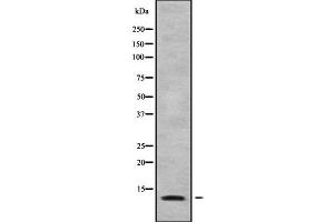 Image no. 2 for anti-Mitochondrial Ribosomal Protein L34 (MRPL34) (Internal Region) antibody (ABIN6263369)