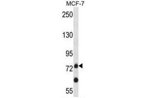 Image no. 1 for anti-Amyloid beta (A4) Precursor-Like Protein 2 (APLP2) (AA 592-621), (C-Term) antibody (ABIN950473)
