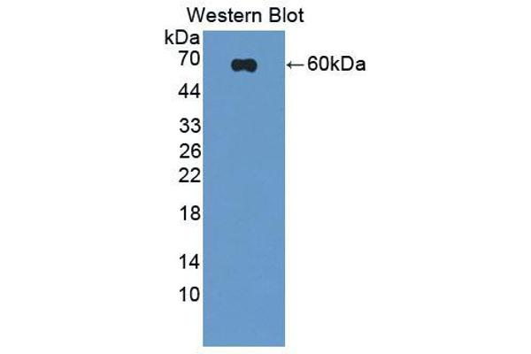 anti-Secernin 1 (SCRN1) (AA 2-414) antibody