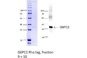 Image no. 3 for Glucose-6-Phosphatase, Catalytic, 2 (G6PC2) (AA 1-355) protein (rho-1D4 tag) (ABIN3080375)
