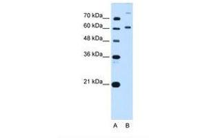 Image no. 2 for anti-BMP2 Inducible Kinase (BMP2K) (AA 551-600) antibody (ABIN320728)