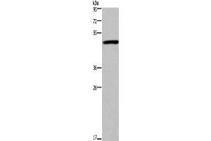 Image no. 2 for anti-Forkhead Box D1 (FOXD1) antibody (ABIN2431343)