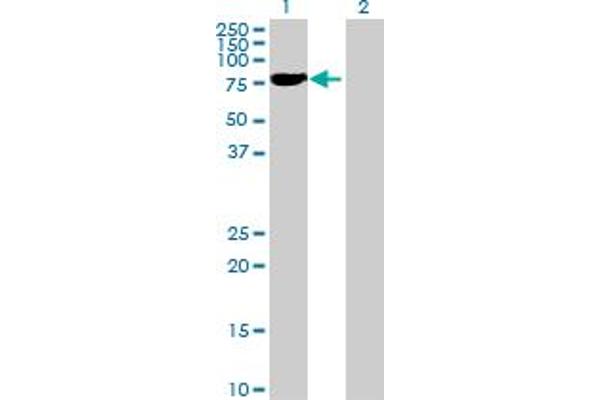 anti-KIAA0430 (KIAA0430) (AA 1-581) antibody