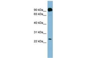 Image no. 1 for anti-Proline Rich Gla (G-Carboxyglutamic Acid) 1 (PRRG1) (N-Term) antibody (ABIN6741785)