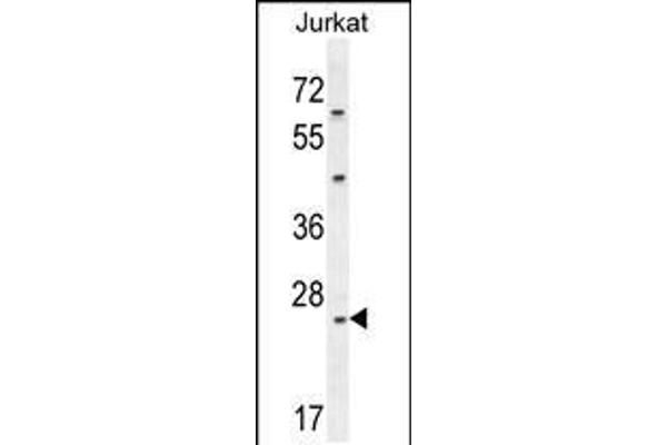 Claudin 22 (CLDN22) (AA 90-117) antibody