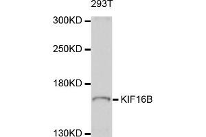 Image no. 2 for anti-Kinesin Family Member 16B (KIF16B) antibody (ABIN4904152)