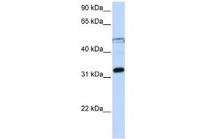 Image no. 1 for anti-Eukaryotic Translation Initiation Factor 3, Subunit G (EIF3G) (Middle Region) antibody (ABIN633566)