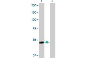 Western Blot analysis of IFI44 expression in transfected 293T cell line by IFI44 MaxPab polyclonal antibody.