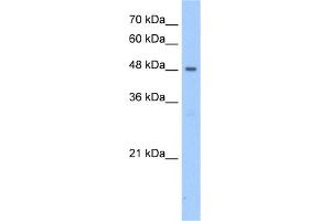 Image no. 1 for anti-Patatin-Like phospholipase Domain Containing 5 (PNPLA5) (N-Term) antibody (ABIN2783604)