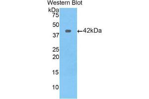 Western Blotting (WB) image for anti-Profilin 1 (PFN1) (AA 2-140) antibody (ABIN1860193)