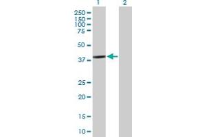 Western Blot analysis of BCL2L12 expression in transfected 293T cell line by BCL2L12 MaxPab polyclonal antibody.