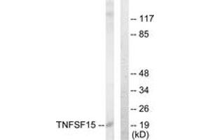 Image no. 1 for anti-Tumor Necrosis Factor (Ligand) Superfamily, Member 15 (TNFSF15) (AA 181-230) antibody (ABIN1533555)