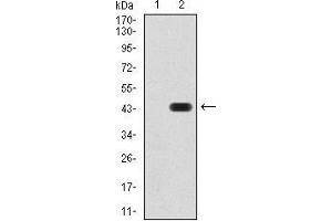 Image no. 3 for anti-Paired Box 6 (PAX6) (AA 1-122) antibody (ABIN5542664)