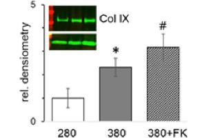 Collagen Type IX alpha 2 (COL9A2) anticorps