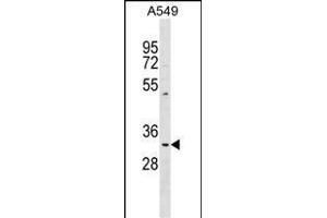 T1 Antibody (Center) (ABIN1538005 and ABIN2848794) western blot analysis in A549 cell line lysates (35 μg/lane).