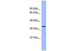 Image no. 1 for anti-Ficolin (Collagen/fibrinogen Domain Containing) 3 (Hakata Antigen) (FCN3) (N-Term) antibody (ABIN2776864)