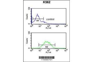 Image no. 3 for anti-Sprouty RTK Signaling Antagonist 4 (SPRY4) (AA 26-56) antibody (ABIN652338)