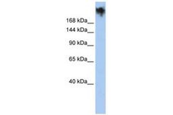PKDREJ anticorps  (AA 935-984)
