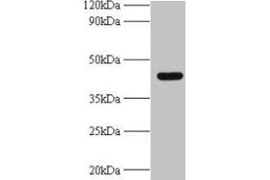 UBE2Q2 antibody  (AA 1-375)