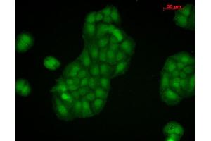Image no. 5 for anti-Calnexin (CANX) (C-Term) antibody (Biotin) (ABIN2481640)