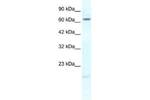 Image no. 1 for anti-Potassium Voltage-Gated Channel, Subfamily H (Eag-Related), Member 6 (KCNH6) antibody (ABIN630086)