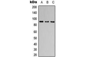 Image no. 1 for anti-Cation Channel, Sperm Associated 1 (CATSPER1) (Center) antibody (ABIN2705712)