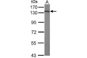 Image no. 1 for anti-Kinesin Family Member 5A (KIF5A) (C-Term) antibody (ABIN2855981)