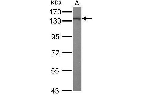 anti-Kinesin Family Member 5A (KIF5A) (C-Term) antibody