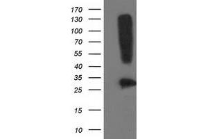 Image no. 3 for anti-Synaptosomal-Associated Protein, 25kDa (SNAP25) antibody (ABIN1501017)