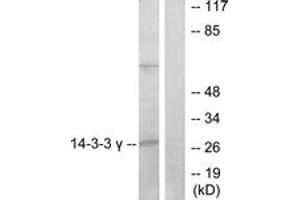 Image no. 1 for anti-14-3-3 gamma (YWHAG1) (AA 51-100) antibody (ABIN1534235)