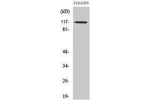anti-Tripartite Motif Containing 24 (TRIM24) (C-Term) antibody