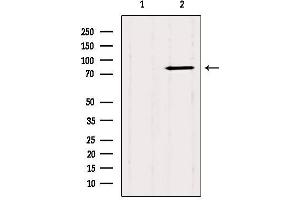 Image no. 2 for anti-Catenin (Cadherin-Associated Protein), alpha-Like 1 (CTNNAL1) (Internal Region) antibody (ABIN6261091)
