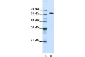 Image no. 1 for anti-Nuclear RNA Export Factor 1 (NXF1) (N-Term) antibody (ABIN2778977)
