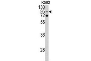 Image no. 1 for anti-Eukaryotic Translation Initiation Factor 2C, 1 (EIF2C1) (N-Term) antibody (ABIN452723)