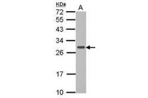Image no. 1 for anti-GTPase, IMAP Family Member 6 (GIMAP6) (AA 1-284) antibody (ABIN1498461)
