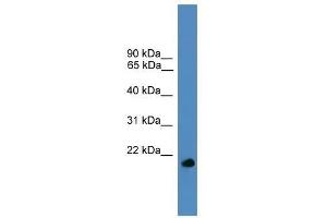 Image no. 1 for anti-Ubiquitin-Like 4A (UBL4A) (Middle Region) antibody (ABIN929218)