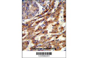 Immunohistochemistry (IHC) image for anti-ERGIC and Golgi 3 (ERGIC3) antibody (ABIN2158734)