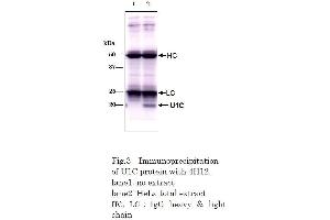 Image no. 2 for anti-Small Nuclear Ribonucleoprotein Polypeptide C (SNRPC) (full length) antibody (ABIN2452159)
