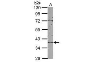 Image no. 1 for anti-RNA Terminal Phosphate Cyclase-Like 1 (RCL1) (AA 33-356) antibody (ABIN1501908)