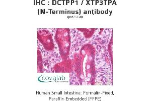Image no. 1 for anti-DCTP Pyrophosphatase 1 (DCTPP1) (N-Term) antibody (ABIN2852412)