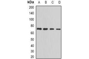 Image no. 1 for anti-Protein Regulator of Cytokinesis 1 (PRC1) (full length) antibody (ABIN6005980)