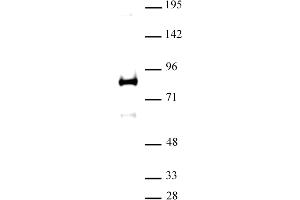 Image no. 1 for anti-X-Ray Repair Complementing Defective Repair in Chinese Hamster Cells 1 (XRCC1) (N-Term) antibody (ABIN6972913)