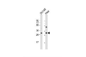Image no. 2 for anti-Nth Endonuclease III-Like 1 (NTHL1) (AA 88-117) antibody (ABIN655501)