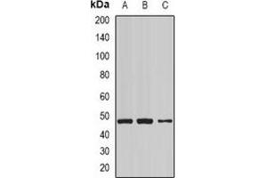 Image no. 2 for anti-NCK Adaptor Protein 1 (NCK1) antibody (ABIN3197734)