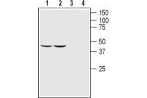 Western blot analysis of rat (lanes 1 and 3) and mouse (lanes 2 and 4) brain lysates: - 1,2.