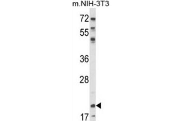 NIP7 antibody